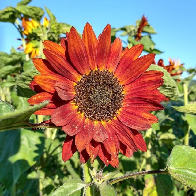 Plants Villa - Sun Flower Live Plant Red