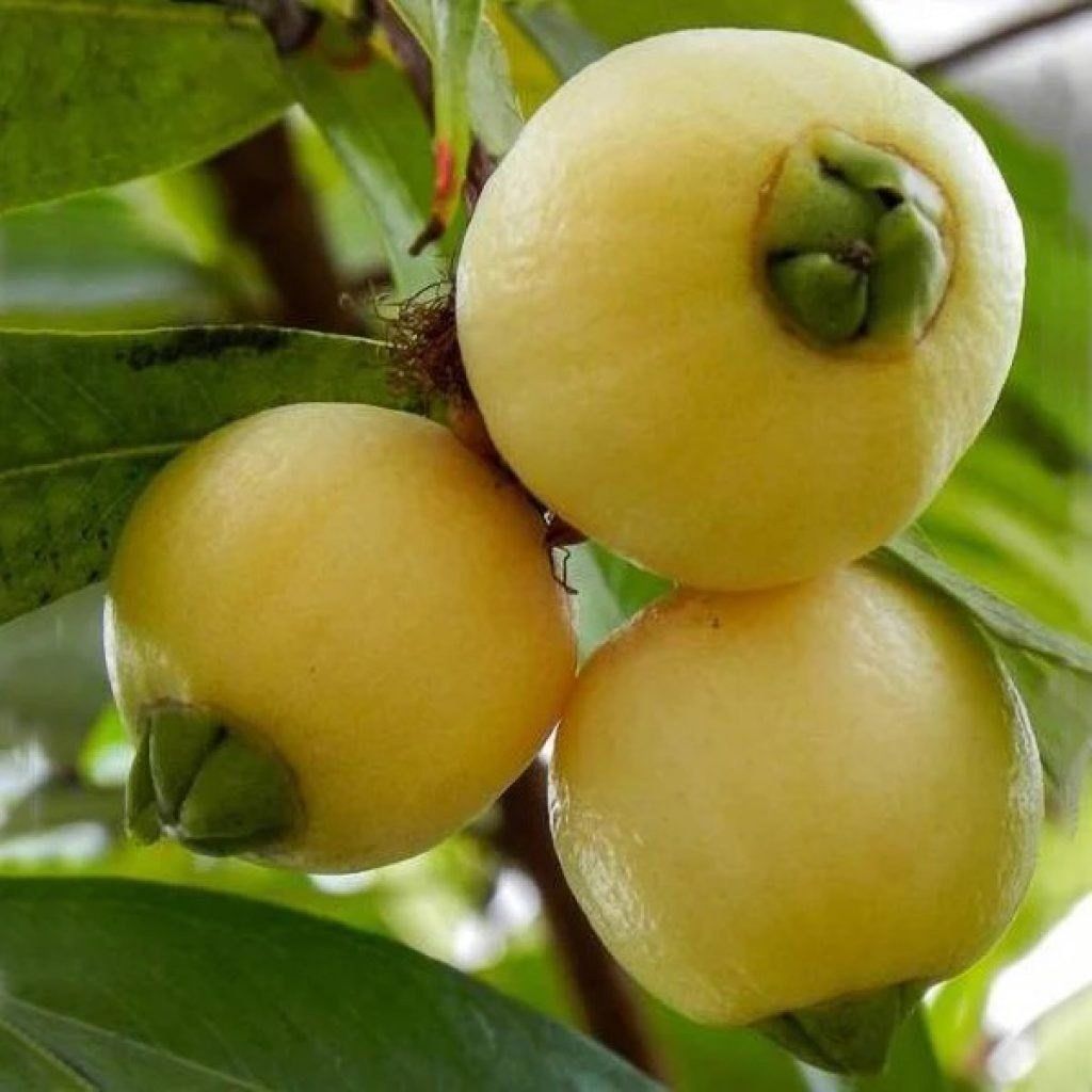 Plants Villa - Golap Jamun | Grafted & Hybrid Fruit Plant