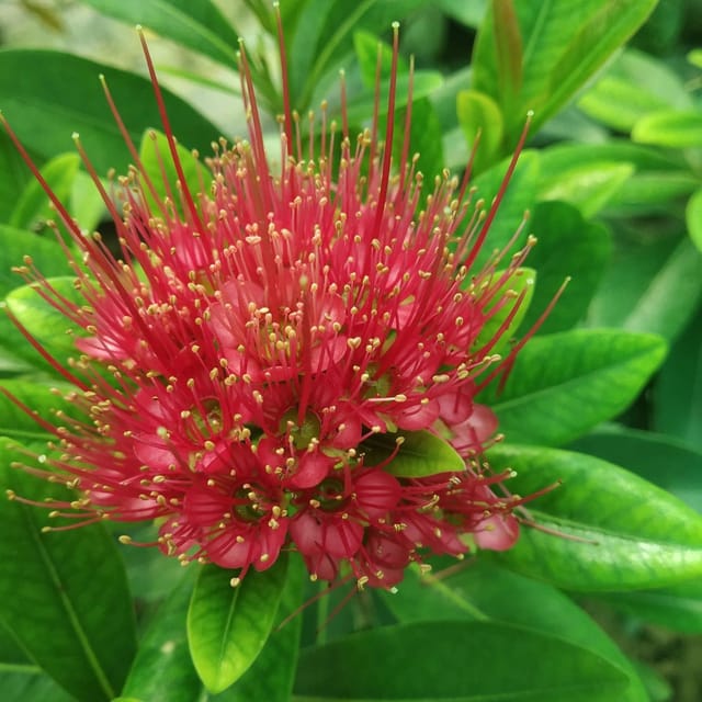 Plants Villa - Xanthostemon Chrysanthus First Love Flower Plant Red Plants Villa - Xanthostemon Chrysanthus First Love Flower Plant Red