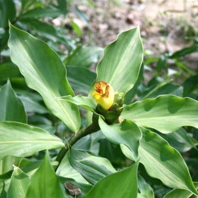 Plants Villa - Chamaecostus Cuspidatus | Insulin Medicinal Plant