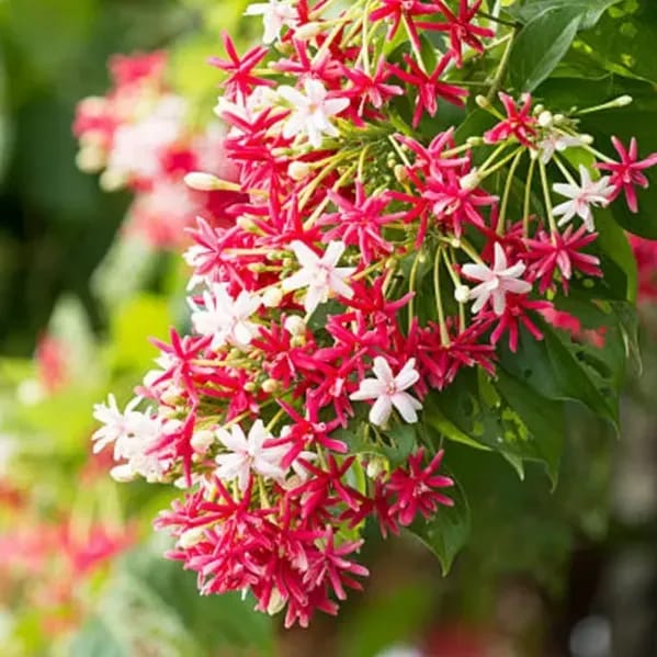 Plants Villa - Double Petal Rangoon Creeper (Madhumalati) Flower Plant