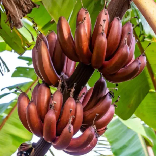 Plants Villa - Tissu Cultures Banana Fruit Plant Red