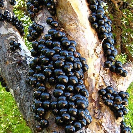 Plants Villa - Hybrid Jaboticabas Grafted Fruit Plant Plants Villa - Hybrid Jaboticabas Grafted Fruit Plant