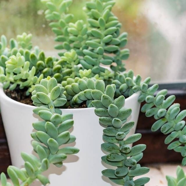 Plants Villa - Sedumburrito Sacculents Live Plant Plants Villa - Sedumburrito Sacculents Live Plant