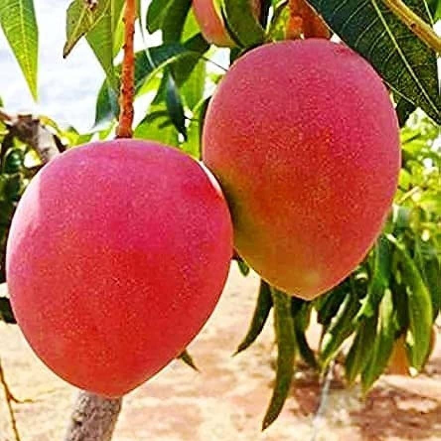 Plants Villa - Japanese Miyazaki Mango | Grafted Fruit Plant