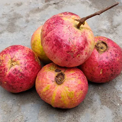 Plants Villa - Apple Cross Gauva | Grafted & Hybrid Fruit Plant