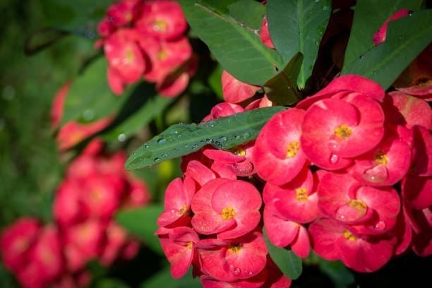 Plants Villa - Euphorbia Mili Flower Plant Red