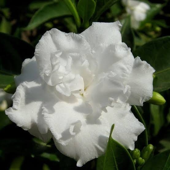 Plants Villa - Tagar Double Frills | Jasmine Flower Plant White