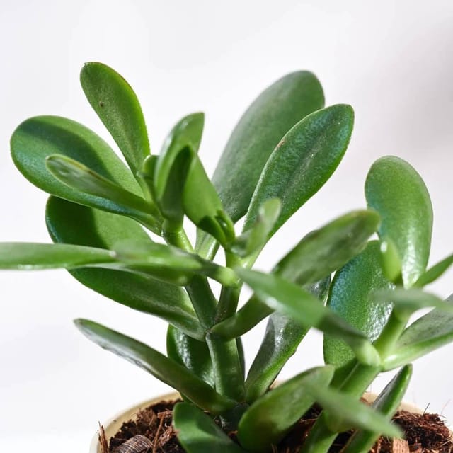 Plants Villa - Crassula Jade Live Sacculent Plant Plants Villa - Crassula Jade Live Sacculent Plant