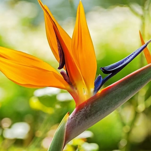 Plants Villa - Bird Of Paradise Flower Plant (PV29305)