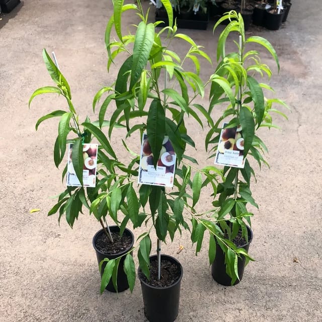 ... ...