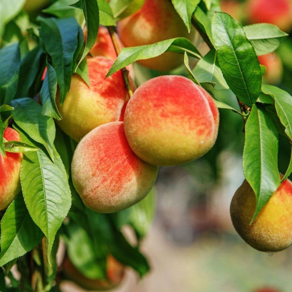Plants Villa - Dwarf Variety Peach Grafted Fruit Plant