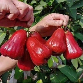 Plants Villa - Missile Wax Water Apple Fruit Plant Red Plants Villa - Missile Wax Water Apple Fruit Plant Red