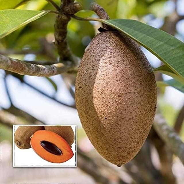 Plants Villa - Thai Variety Long Chikoo Grafted Fruit Plant Plants Villa - Thai Variety Long Chikoo Grafted Fruit Plant