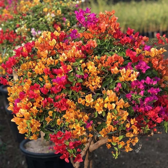 Plants Villa - Multigrafted Bougainvellia Flower Plant (8 Colours) (PV19317) Plants Villa - Multigrafted Bougainvellia Flower Plant (8 Colours) (PV19317)