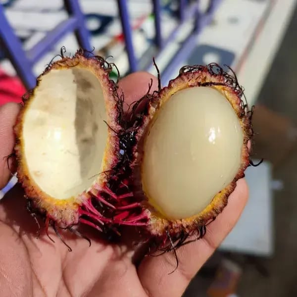 Plants Villa - Rambutan N-18 Grafted & Hybrid Fruit Plant