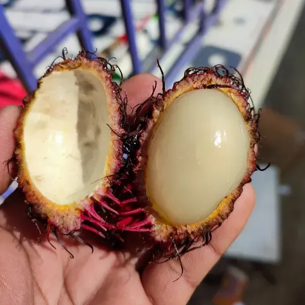 Plants Villa - Rambutan N-18 Grafted & Hybrid Fruit Plant