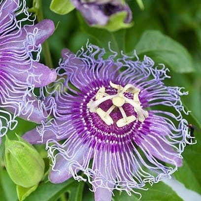 Plants Villa - Passion Flower Plant Blue