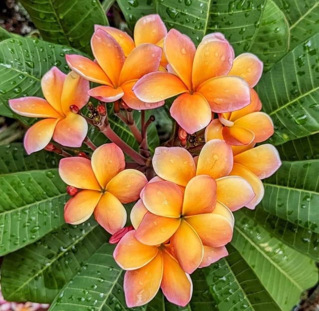 Plants Villa - Dwarf Variety Pulmeria Flower Plant (PV15831) Plants Villa - Dwarf Variety Pulmeria Flower Plant (PV15831)