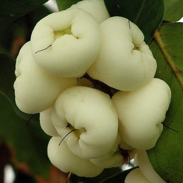 Plants Villa - Hybrid Water Apple Fruit Plant White