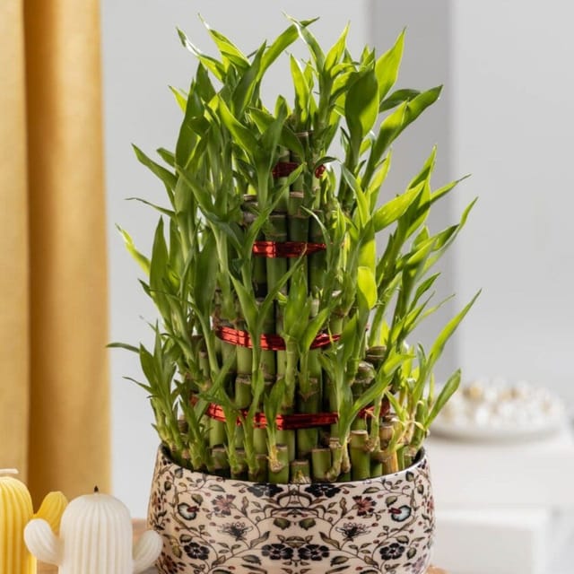 Plants Villa - Lucky Water Bumboo Live Plant 4 Layers