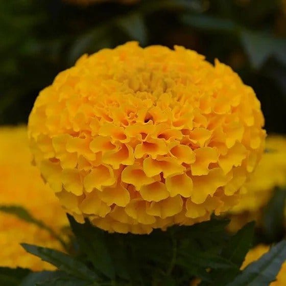Plants Villa - African Marigold Flower Plant Orange
