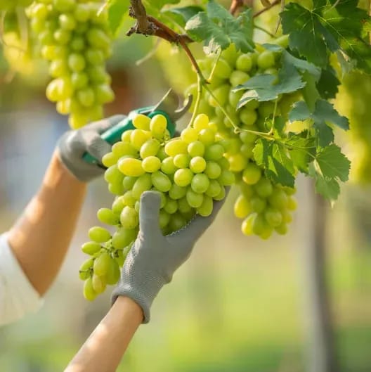 Plants Villa - Thai Variety Seedless Green Grapes Fruit Plant
