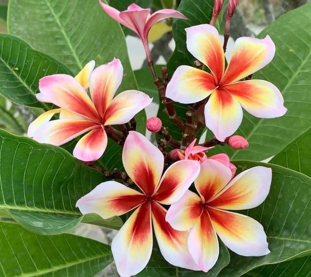 Plants Villa - Dwarf Variety Pulmeria Flower Plant (PV15827)