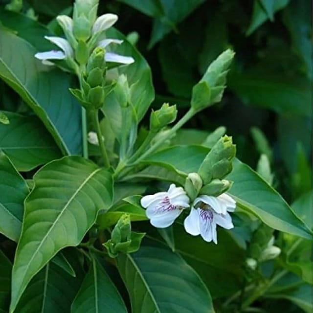 Plants Villa - Basak Leaf Mediclinal Live Plant Plants Villa - Basak Leaf Mediclinal Live Plant