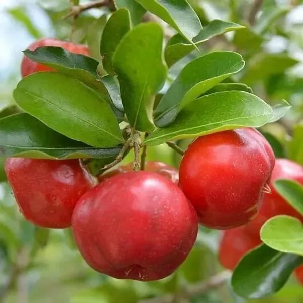 Plants Villa - East India Cherry Grafted Fruit Plant Plants Villa - East India Cherry Grafted Fruit Plant