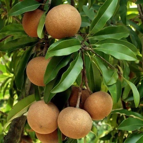 Plants Villa - Thai Variety Grafted Chikoo Fruit Plant