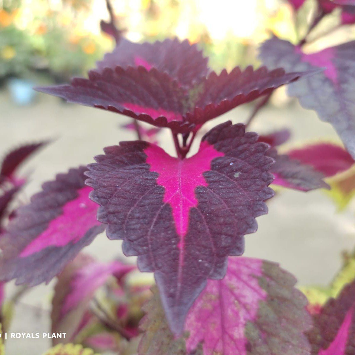 Plants Villa - Coleus Pata Bahari Plant (PV18247)