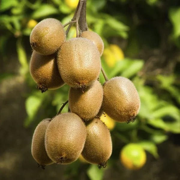 Plants Villa - Hayward Variety Kiwi Grafted Fruit Plant Plants Villa - Hayward Variety Kiwi Grafted Fruit Plant