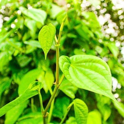 Plants Villa - Indian Betel Leaf Plant Plants Villa - Indian Betel Leaf Plant