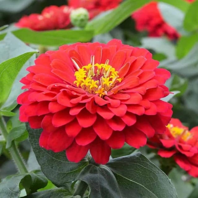 Plants Villa - Zinnia Flower Plant Red