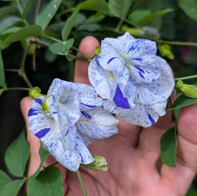 Plants Villa - Night Sky Aparajita Flower Plant Verigated