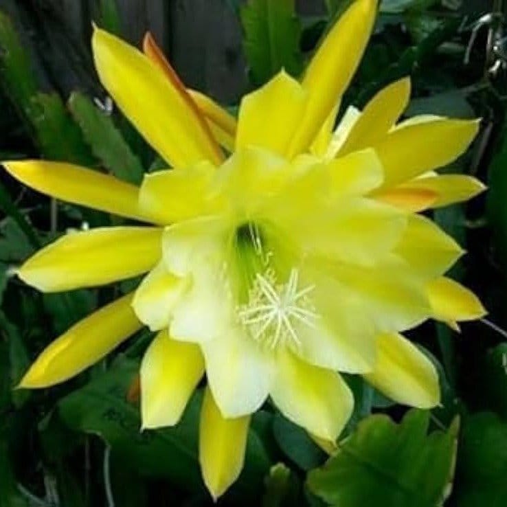 Plants Villa - Brahma Kamal Flower Plant Yellow