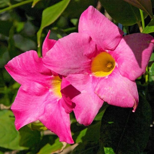 Plants Villa - Mandevilla Flower Plant Light Purple