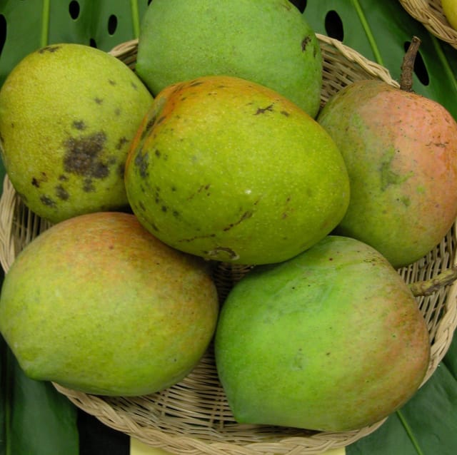 Plants Villa - Bombay Mango | Grafted Fruit Plant
