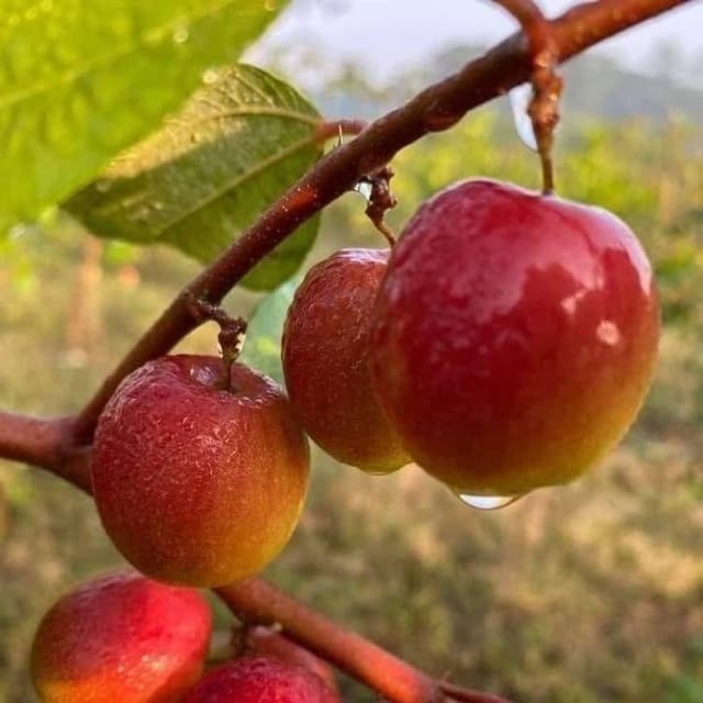 Plants Villa - Ball Sundari Apple Ber Grafted Fruit Plant Plants Villa - Ball Sundari Apple Ber Grafted Fruit Plant