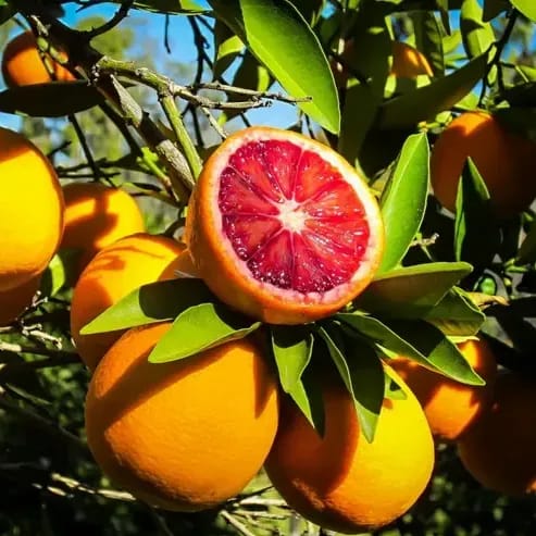 Plants Villa - Citrus Sinensis 'Sanguinello' Blood Orange Grafted Fruit Plant Plants Villa - Citrus Sinensis 'Sanguinello' Blood Orange Grafted Fruit Plant