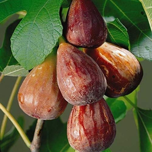 Plants Villa - Turkey Fig | Grafted Live Fruit Plant