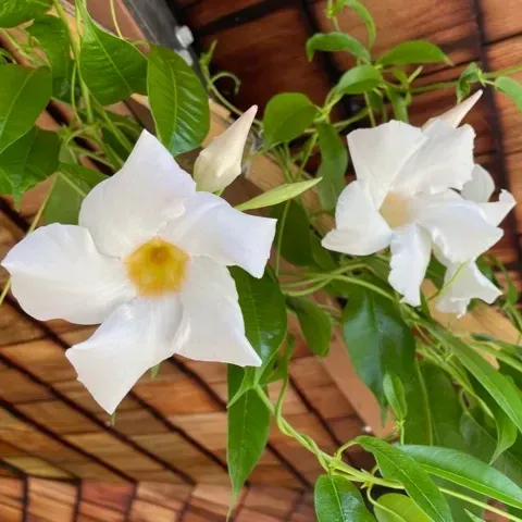 Plants Villa - Mandevilla Flower Plant White