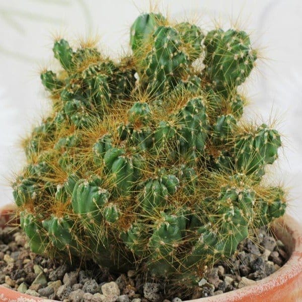 Plants Villa - Cacti Cereus Repandus Petra Cactus (Big Size)