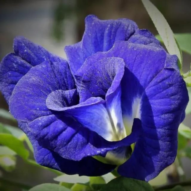 Plants Villa - Double Petal Aparajita Flower Plant Blue