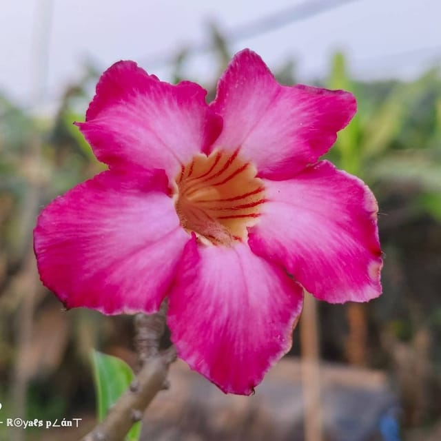 Plants Villa - Adenium Grafted Flower Plant (6 Years Old Codex)