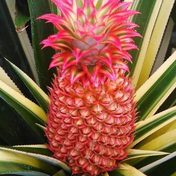 Plants Villa - Pineapple Fruit Plant Red Plants Villa - Pineapple Fruit Plant Red