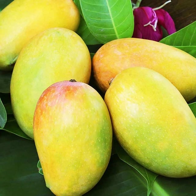 Plants Villa - Dasheri Mango Grafted Fruit Plant Plants Villa - Dasheri Mango Grafted Fruit Plant