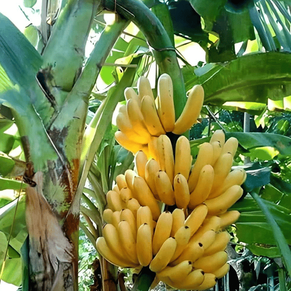 Plants Villa - Exotic G-9 Grand Nine Banana Fruit Plant