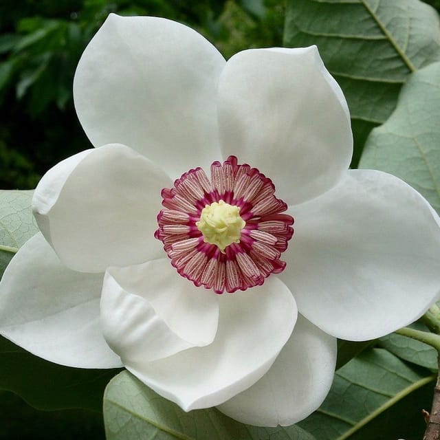 Plants Villa - Magnolia Soulangeana Flower Plant White Plants Villa - Magnolia Soulangeana Flower Plant White